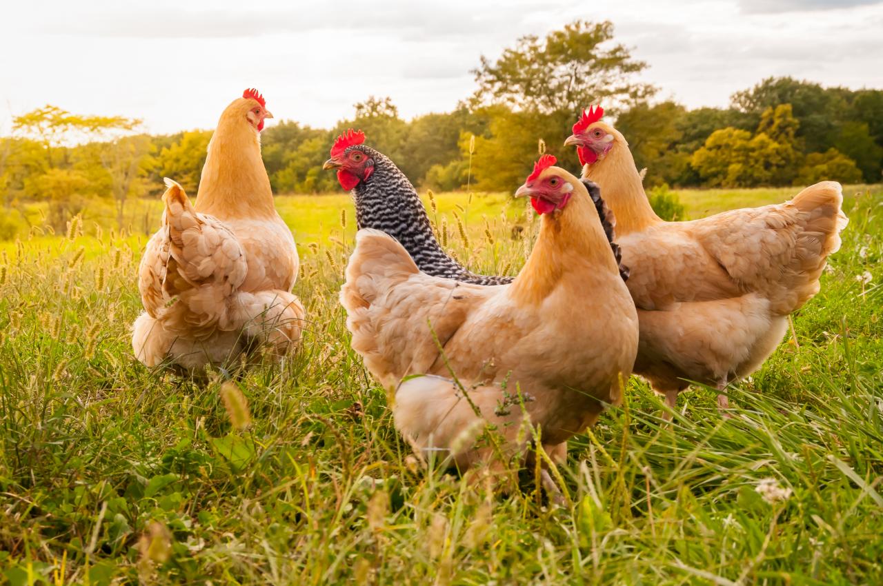 5 Tips for Buying a Chicken Farm for Sale in Arkansas