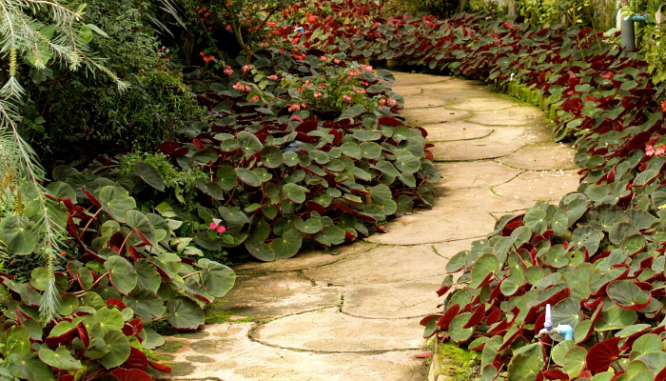 Un camino de piedra blanca a través de la cubierta vegetal del follaje tropical.